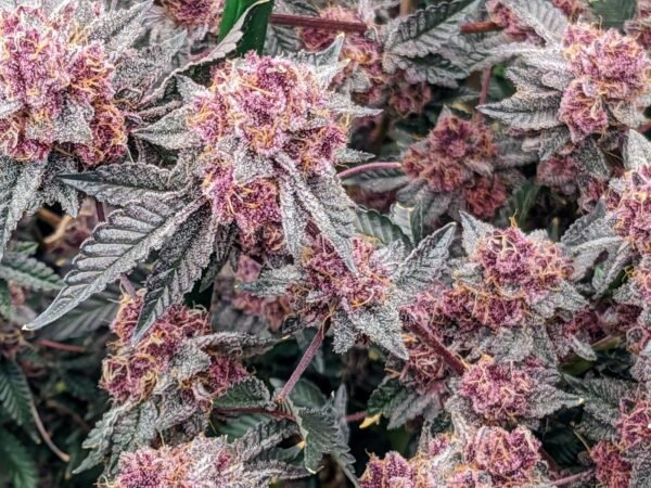 Tropicana Cherry - Image 2