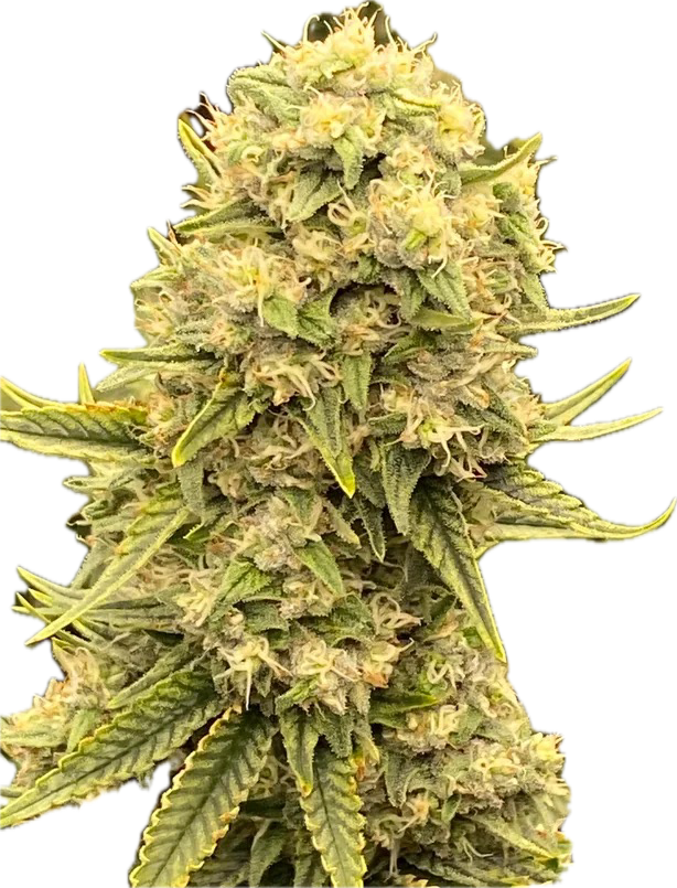 Sticky Sherbert