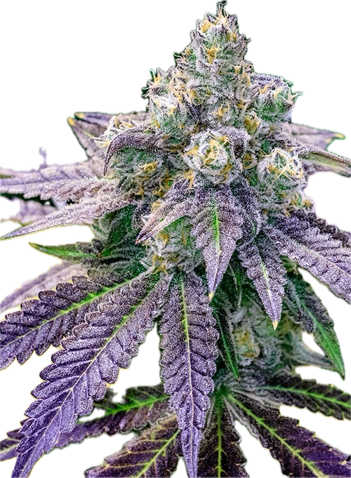 Sundae Driver