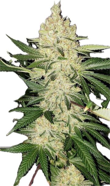 Super Lemon Haze